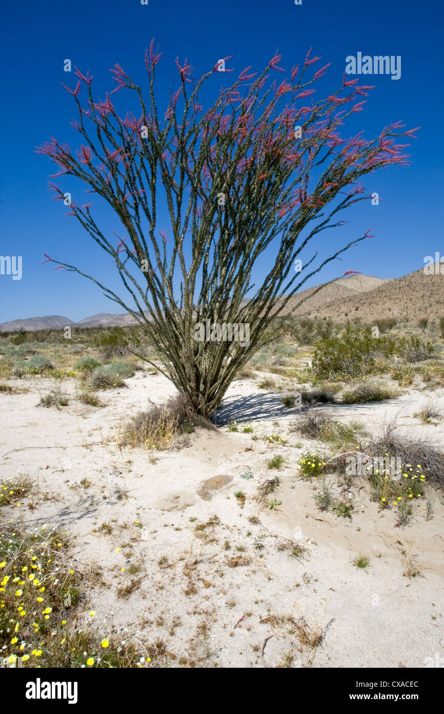Un impianto di ocotillo nel deserto di Mojave in California. Foto Stock