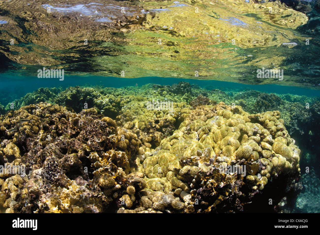 Coral reef in corrispondenza della superficie dell'oceano in Honduras. Foto Stock