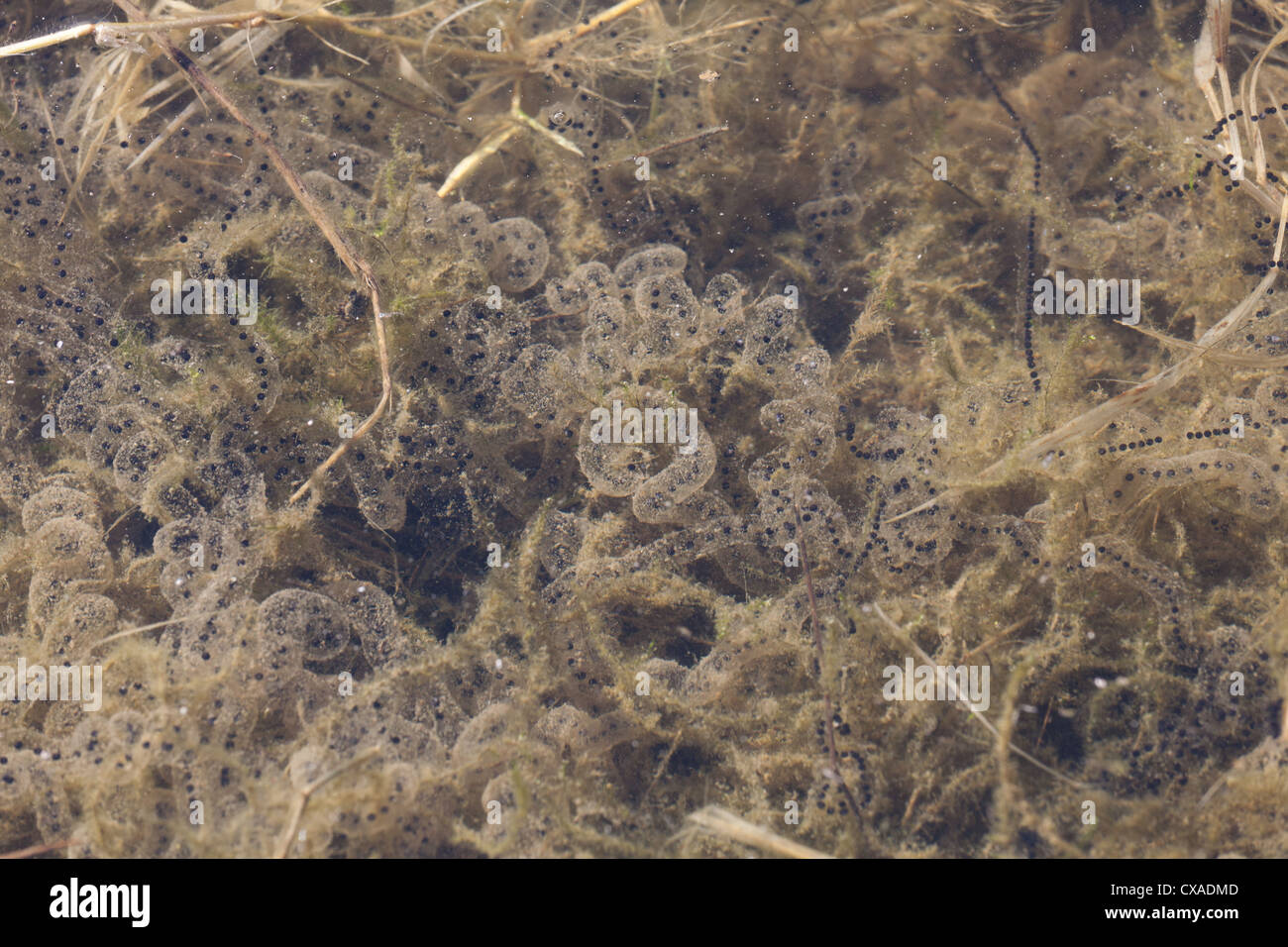American toad uova Foto Stock