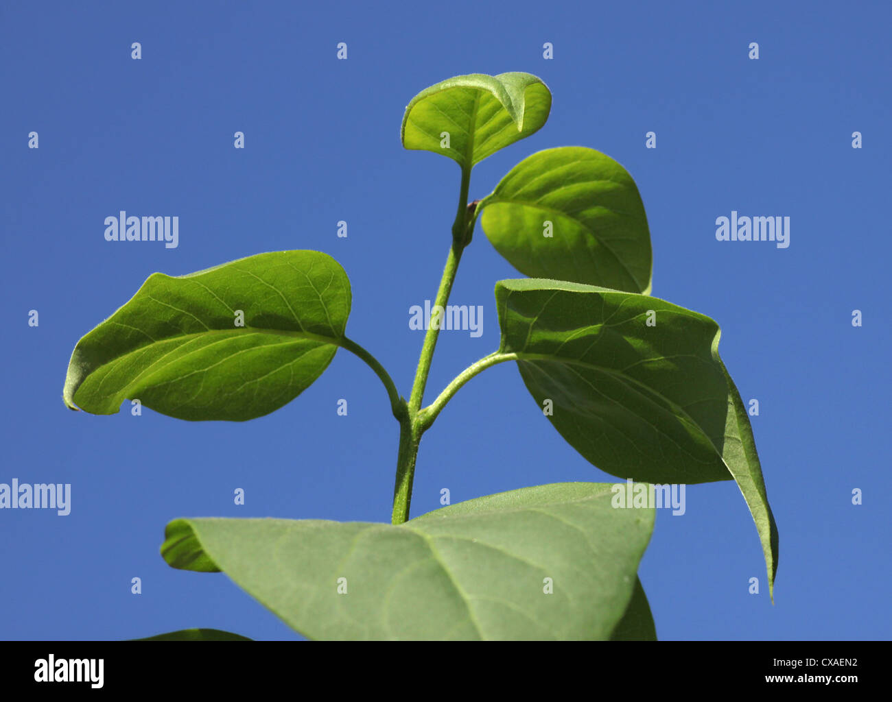Foglie di lilla bush oltre il cielo blu Foto Stock