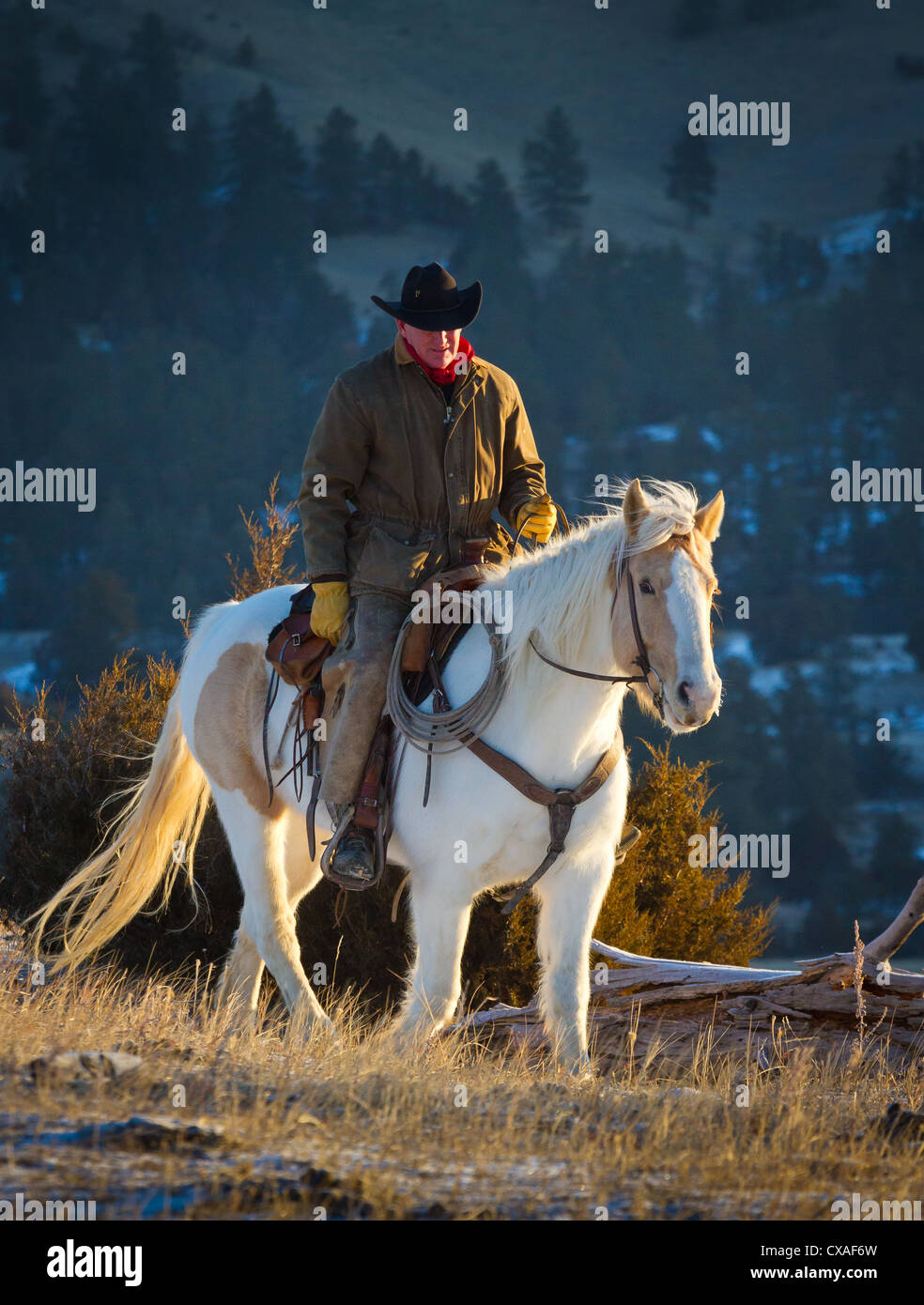 Cowboy a cavallo in un ranch nel nord-est del Wyoming Foto Stock