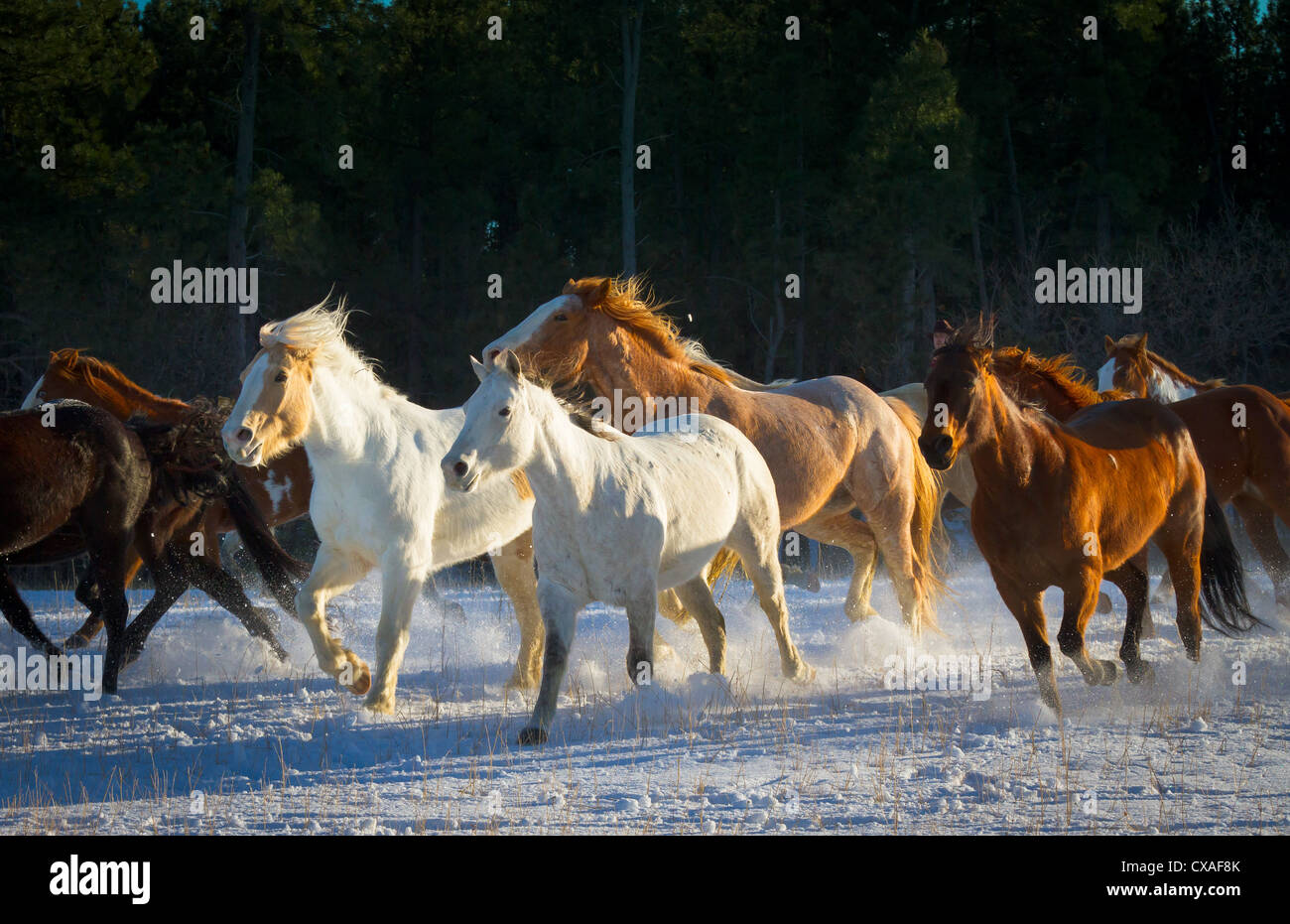 Cavalli in esecuzione su una coperta di neve campo in un ranch nel nord-est del Wyoming Foto Stock