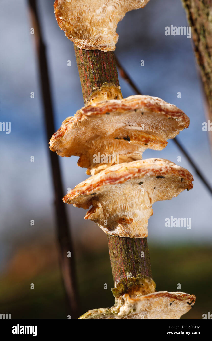 Staffa di ontano funghi (Inonotus radiatus) corpi fruttiferi in un giardino. Powys, Galles. Foto Stock