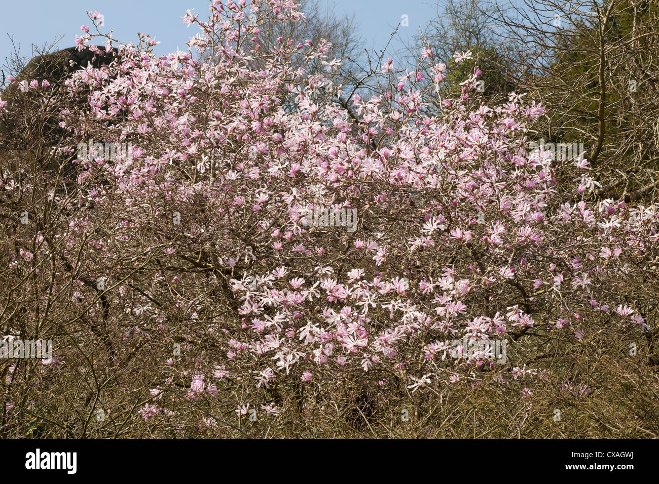 Grande albero di Magnolia Magnolia (sp) fioritura in un giardino. Powys, Galles. Marzo. Foto Stock