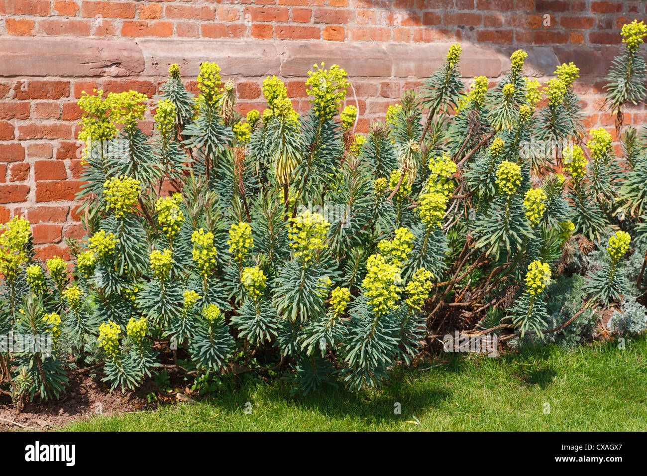 Grande mediterraneo (Euforbia Euphorbia characias) 'John Tomlinson'. Fioritura in un giardino. Powys, Galles. Marzo Foto Stock