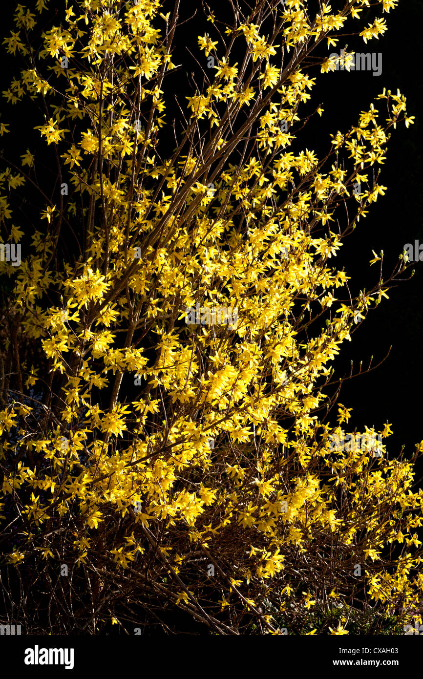 Inverno di forsitia (coltivazione x intermedia) fioritura in primavera. Giardino arbusto. Powys, Galles. Marzo Foto Stock