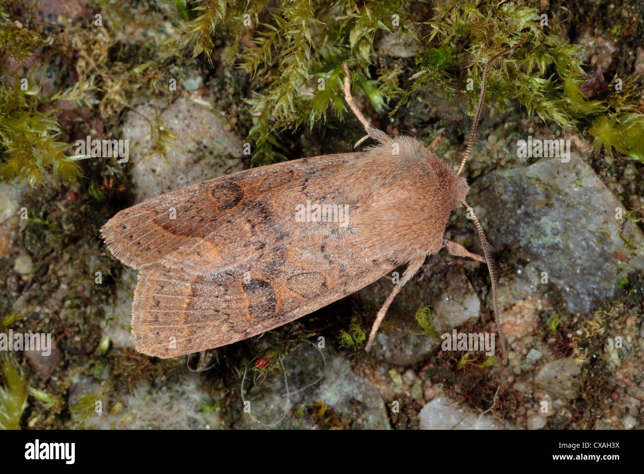 Quaker comune tignola (Orthosia cerasi). Powys, Galles. Foto Stock