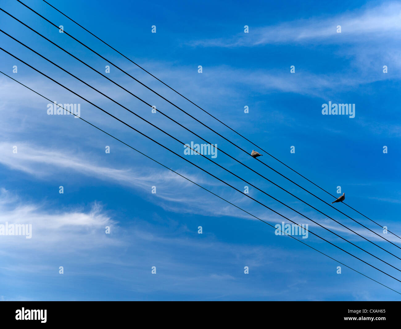 I piccioni sui telefoni fili, villaggio Radley Oxfordshire Foto Stock