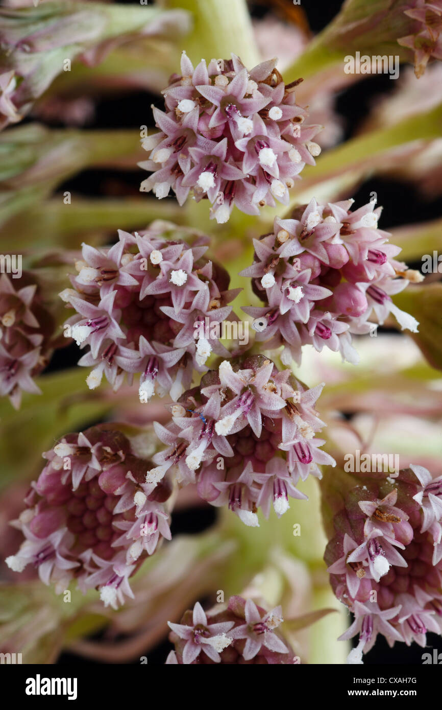 Close-up di comune Butterbur (Petasites hybridus) pianta maschio fioritura. Powys, Galles. Aprile. Foto Stock