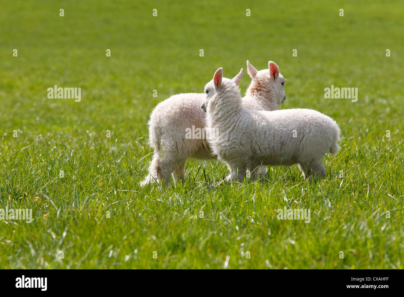 Twin agnelli in un campo di una azienda agricola biologica. Powys, Galles. Maggio. Foto Stock
