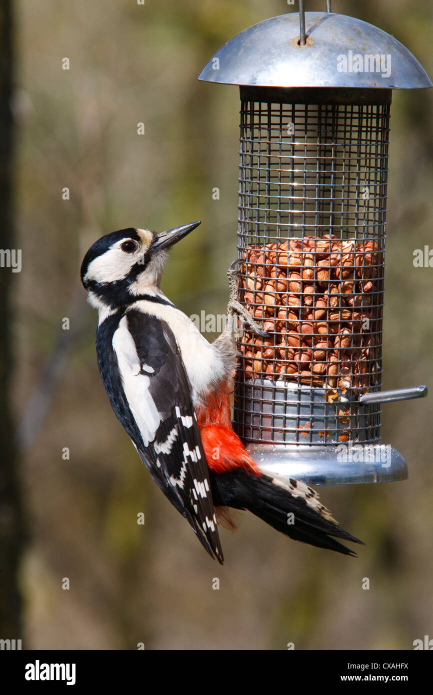 Picchio rosso maggiore (Dendrocopus major) femmina adulta alimentazione su un filo alimentatore di arachidi. Powys, Galles, Ottobre. Foto Stock