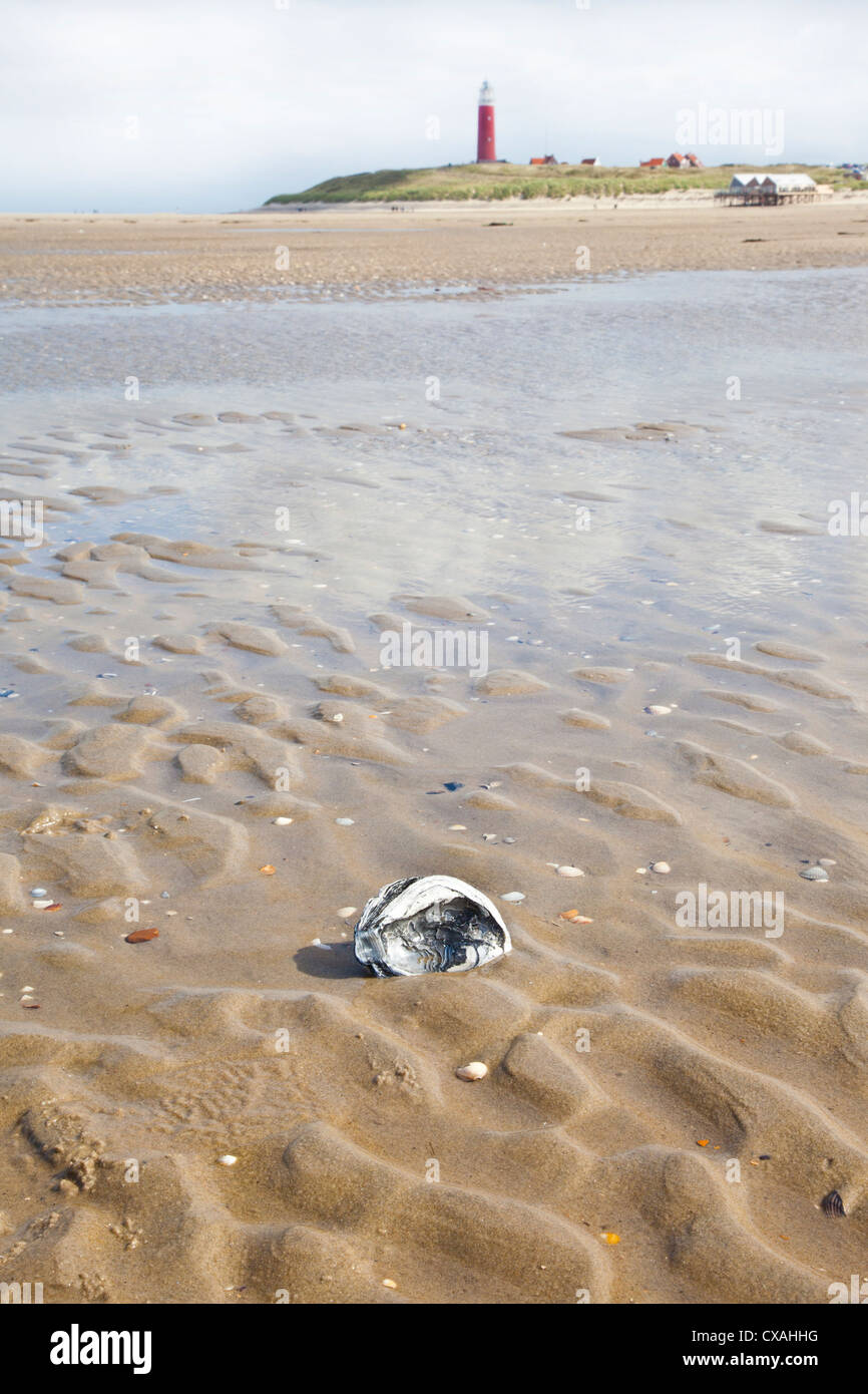 Shell sulla spiaggia olandese con il faro sulla isola di Texel, Paesi Bassi Foto Stock