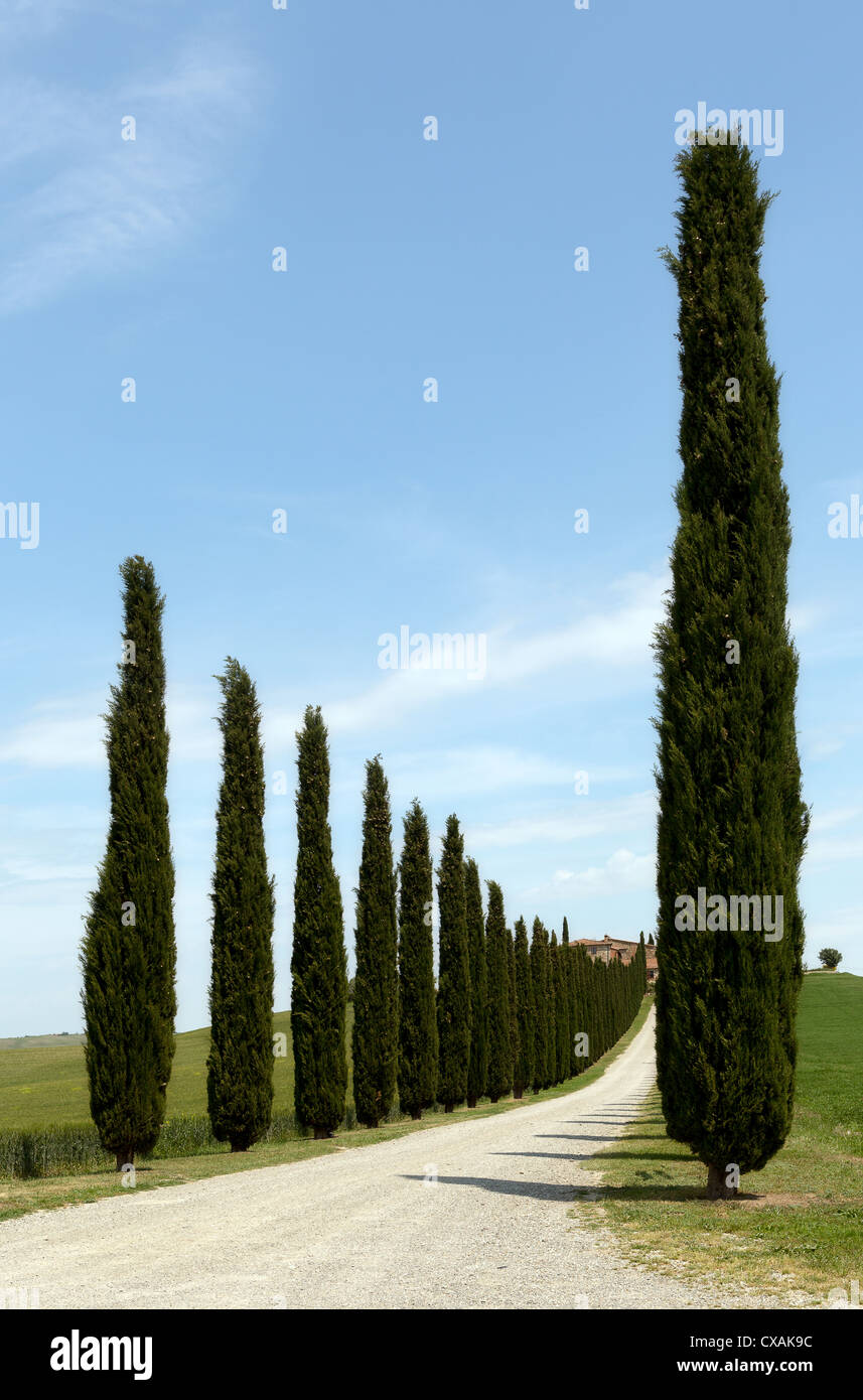 Filari di cipressi lungo una strada per una villa Toscana nei pressi di San Quirico d'Orcia Foto Stock