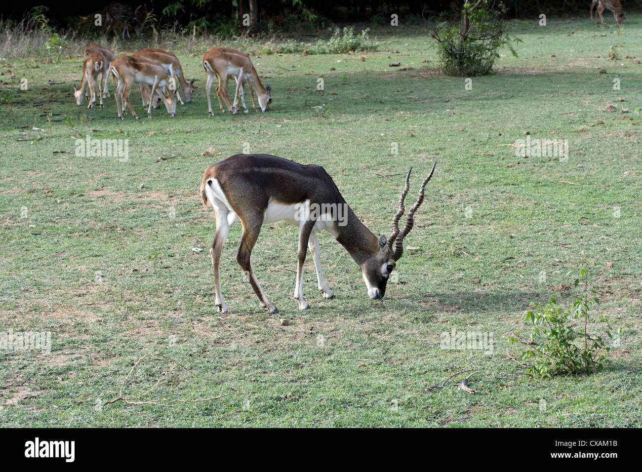 Indian black buck antilope in un parco Foto Stock