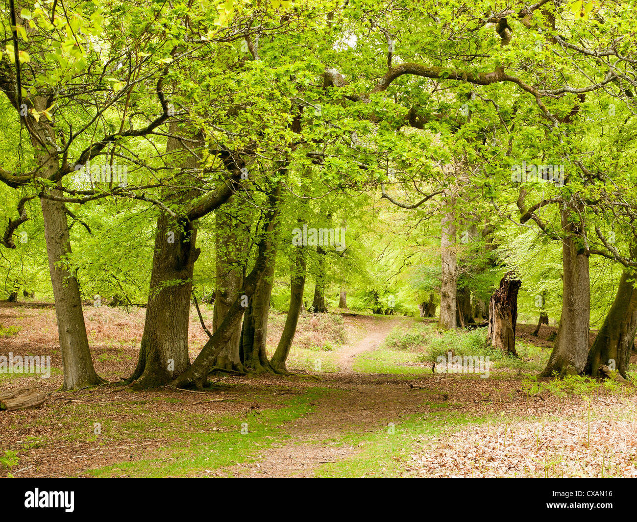 Nuovo fogliame verde in un bosco di primavera in scena la Nuova Foresta in Hampshire, Regno Unito Foto Stock