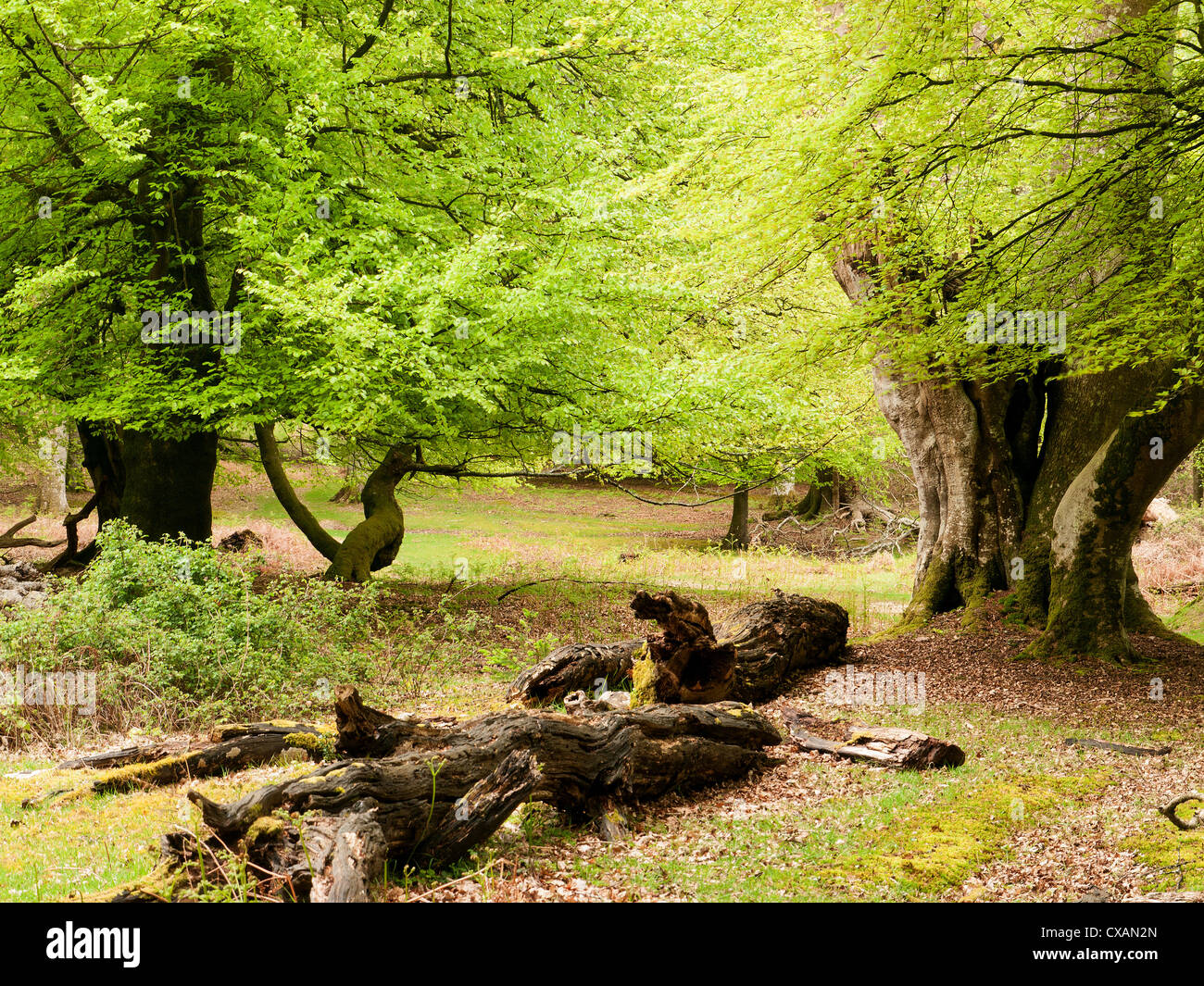 Nuovo fogliame verde in un bosco di primavera in scena la Nuova Foresta in Hampshire, Regno Unito Foto Stock