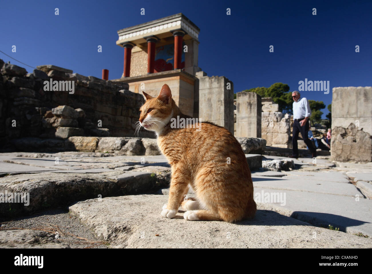 Knossos, feral cat dai resti del palazzo Foto Stock
