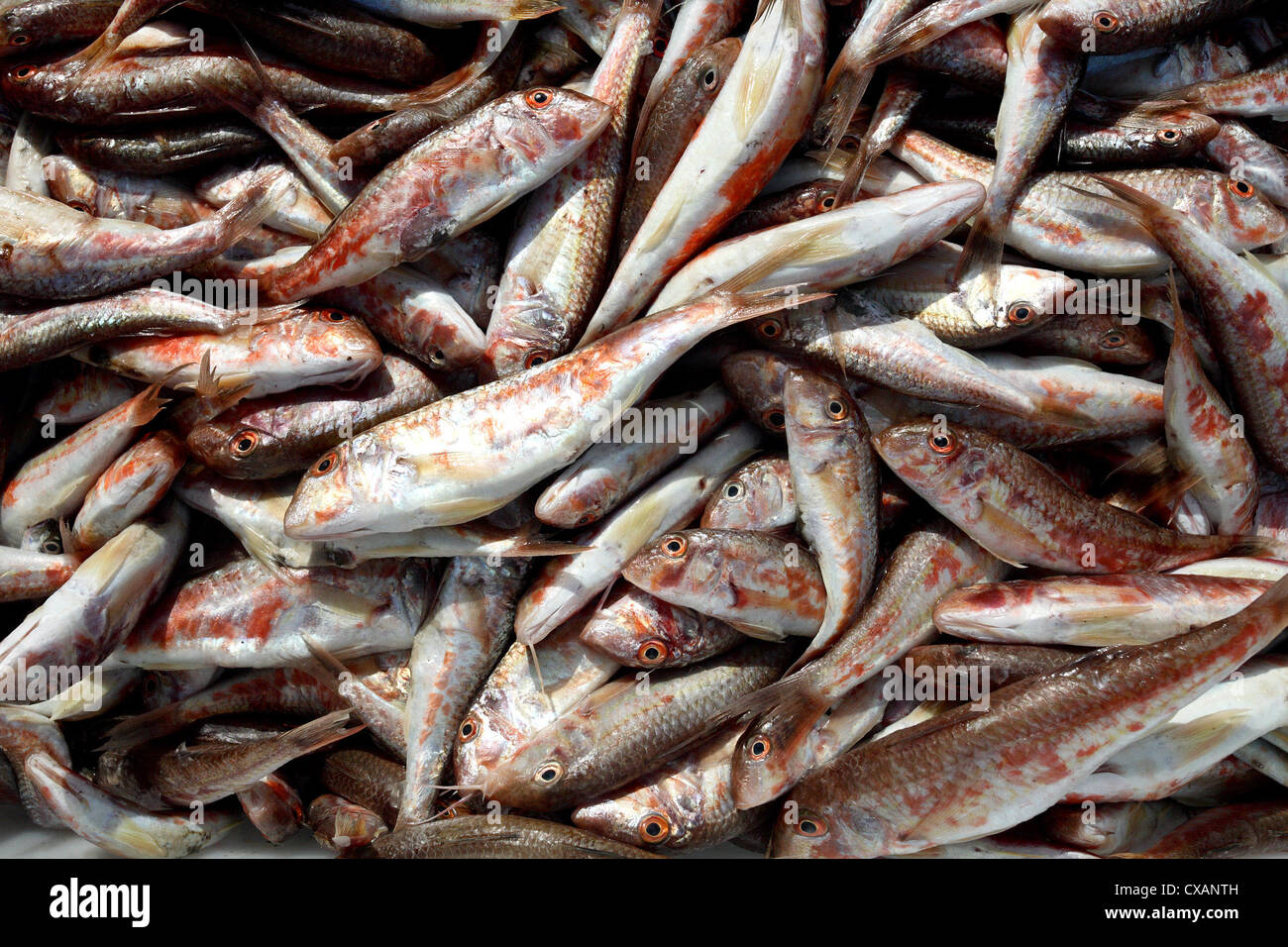 Nessebar, appena catturati di sardine Foto Stock