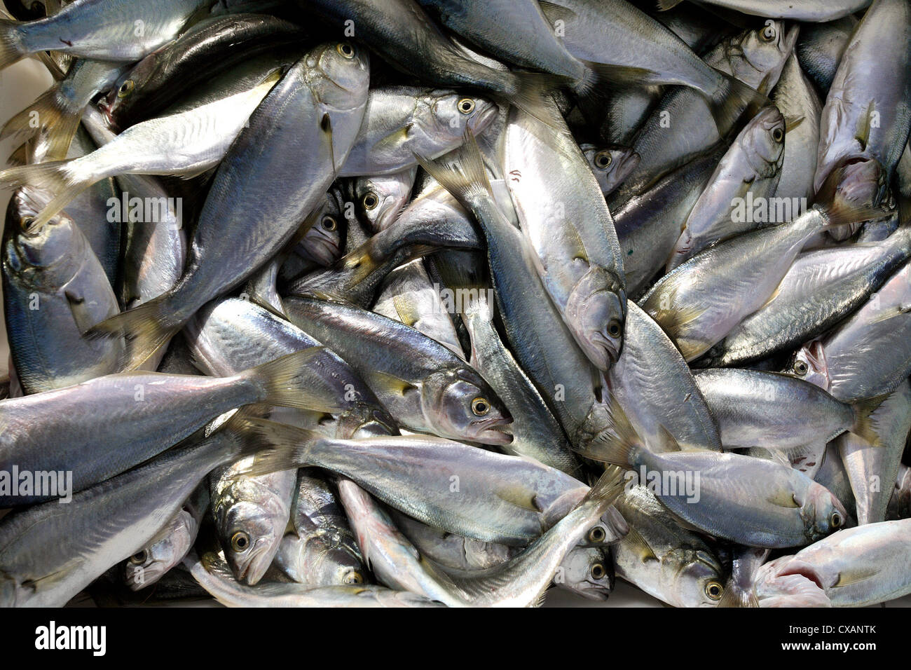 Nessebar, appena catturati di sardine Foto Stock