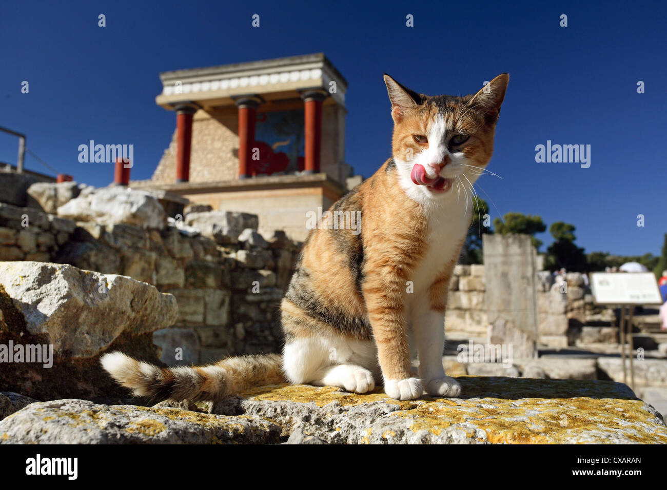 Knossos, feral cat dai resti del palazzo Foto Stock