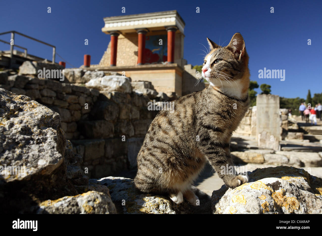 Knossos, feral cat dai resti del palazzo Foto Stock
