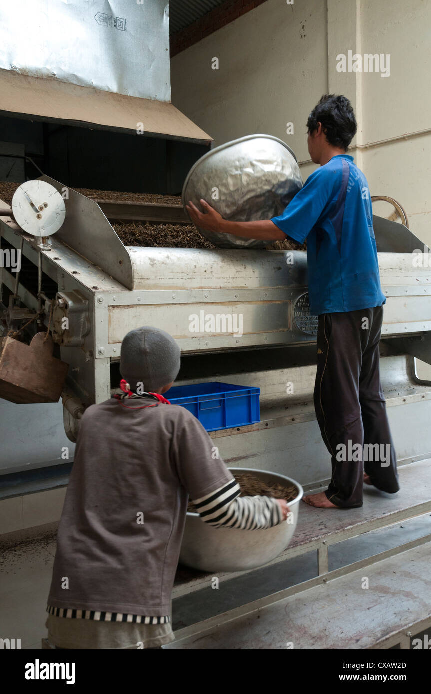 Interno della fabbrica di tè, Nepal tè è essenzialmente identico al t di Darjeeling, Fikkal, Nepal, Asia Foto Stock