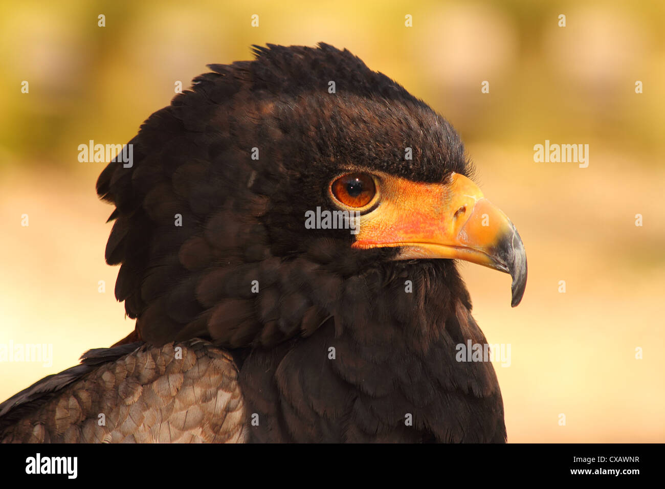 Bateleur, eagle nel bird family Accipitridae, residente in Africa sub-sahariana, in cattività nel Regno Unito Foto Stock