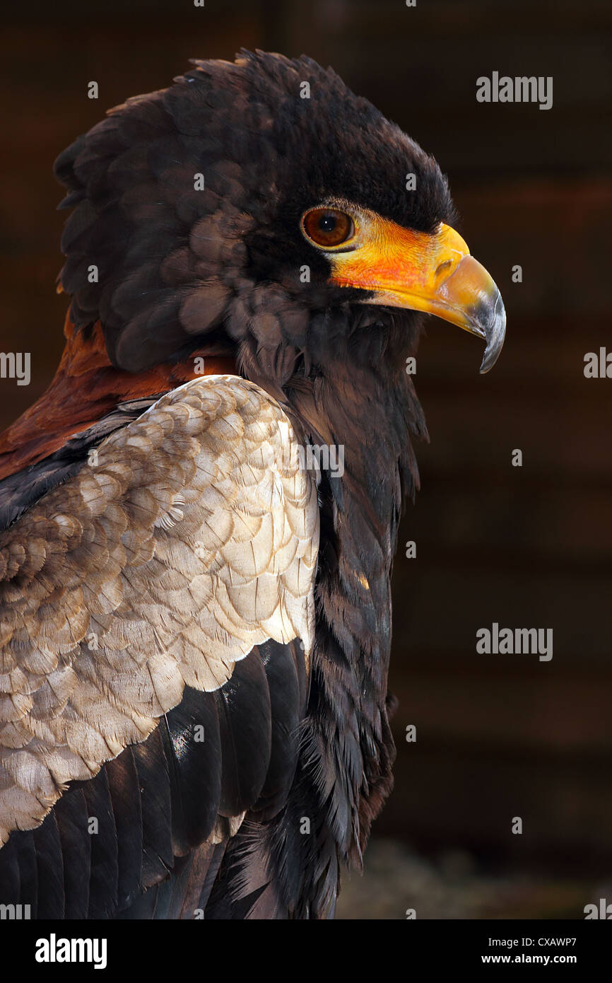 Bateleur, eagle nel bird family Accipitridae, residente in Africa sub-sahariana, in cattività nel Regno Unito Foto Stock