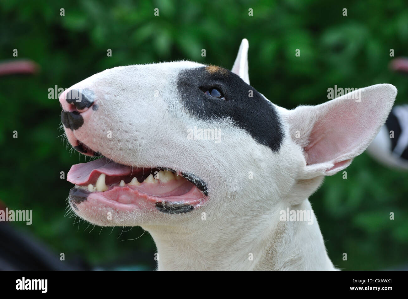 Ritratto di giovane bull terrier cane sulla conformazione visualizza Foto Stock