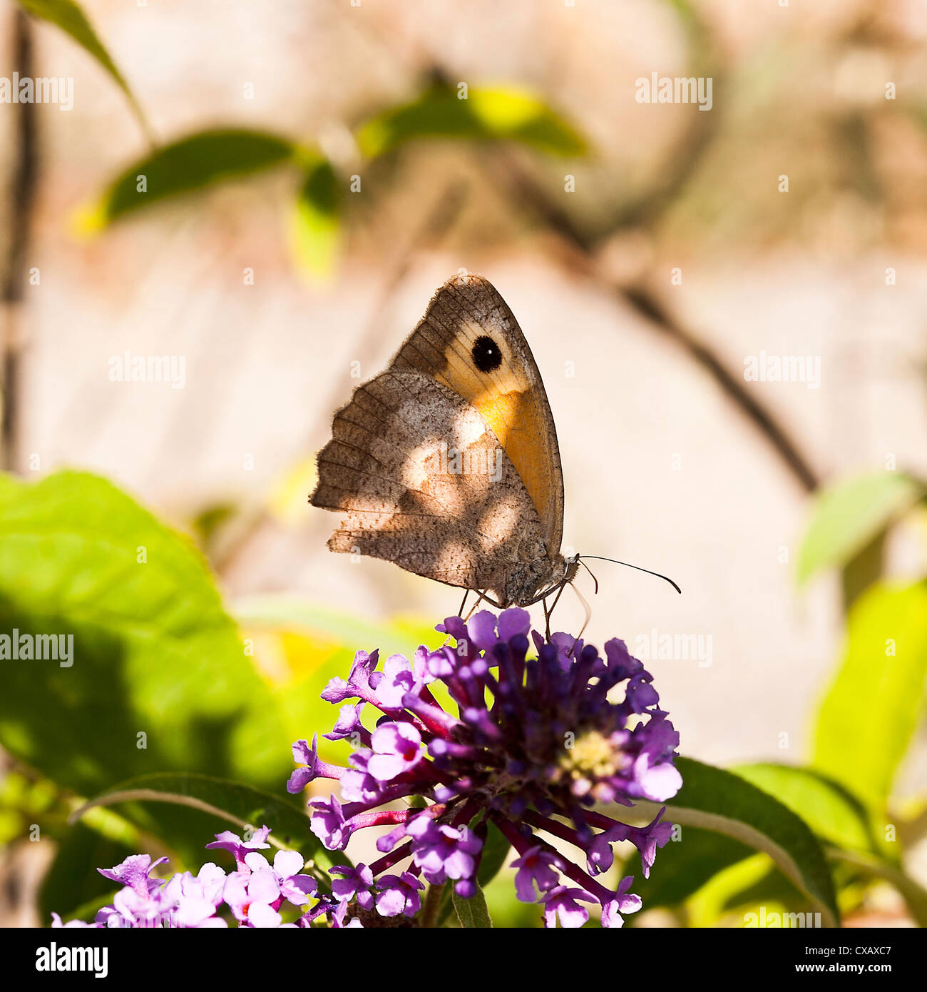 Dusky Prato marrone alimentazione a farfalla su Nectar su un viola Buddleja fiore a Laval Aveyron Midi-Pirenei Francia Foto Stock