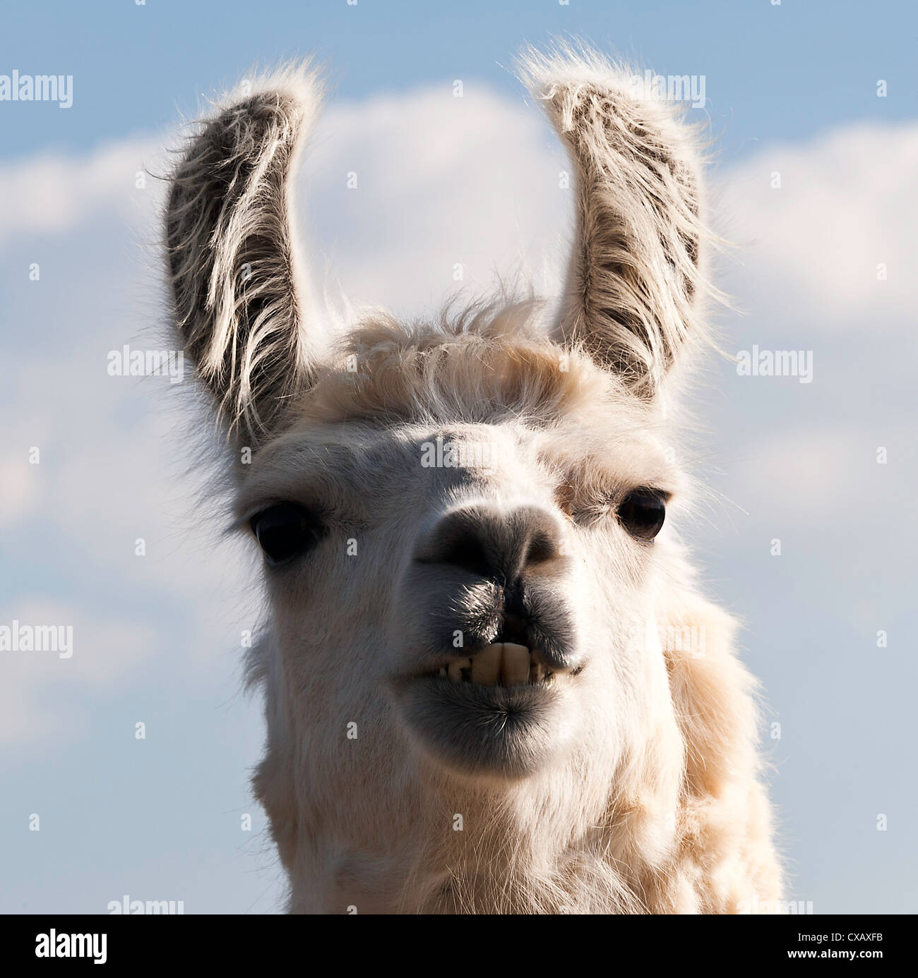 Primo piano di un bianco addomesticato Llama in un campo nella frazione di Laval Aveyron Midi-Pirenei Francia Foto Stock