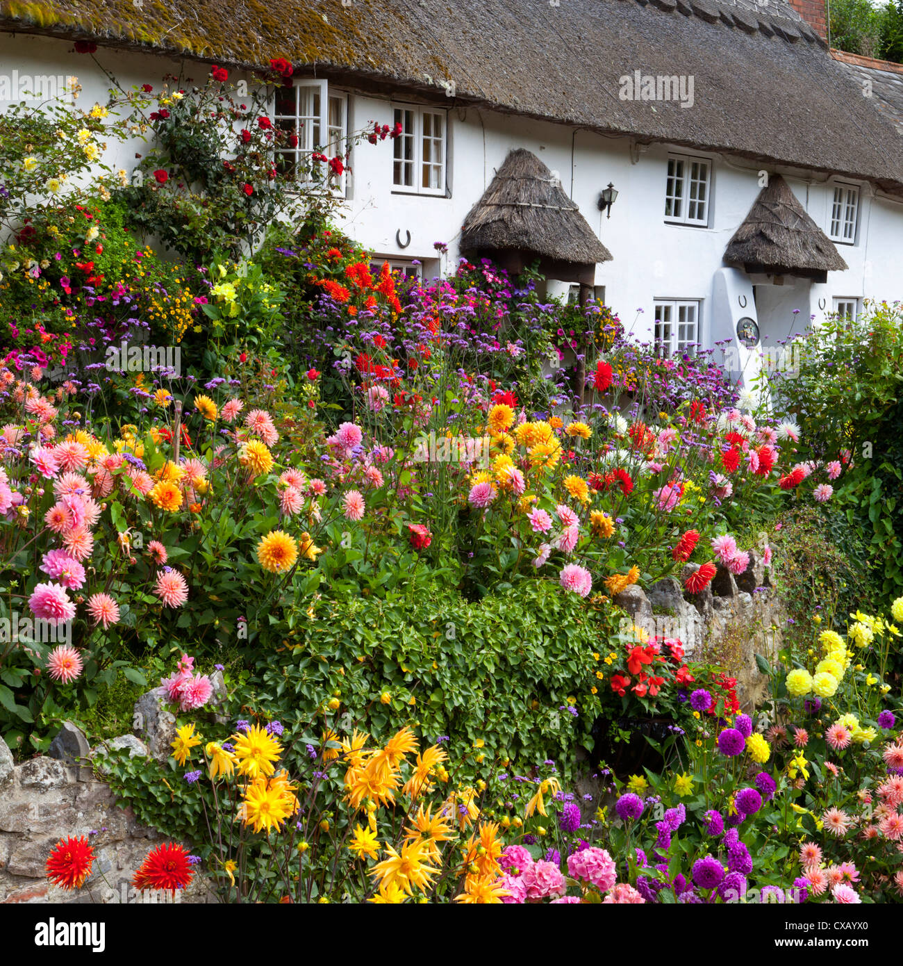 Flower fronteggiata cottage con il tetto di paglia, Devon, Inghilterra, Regno Unito, Europa Foto Stock