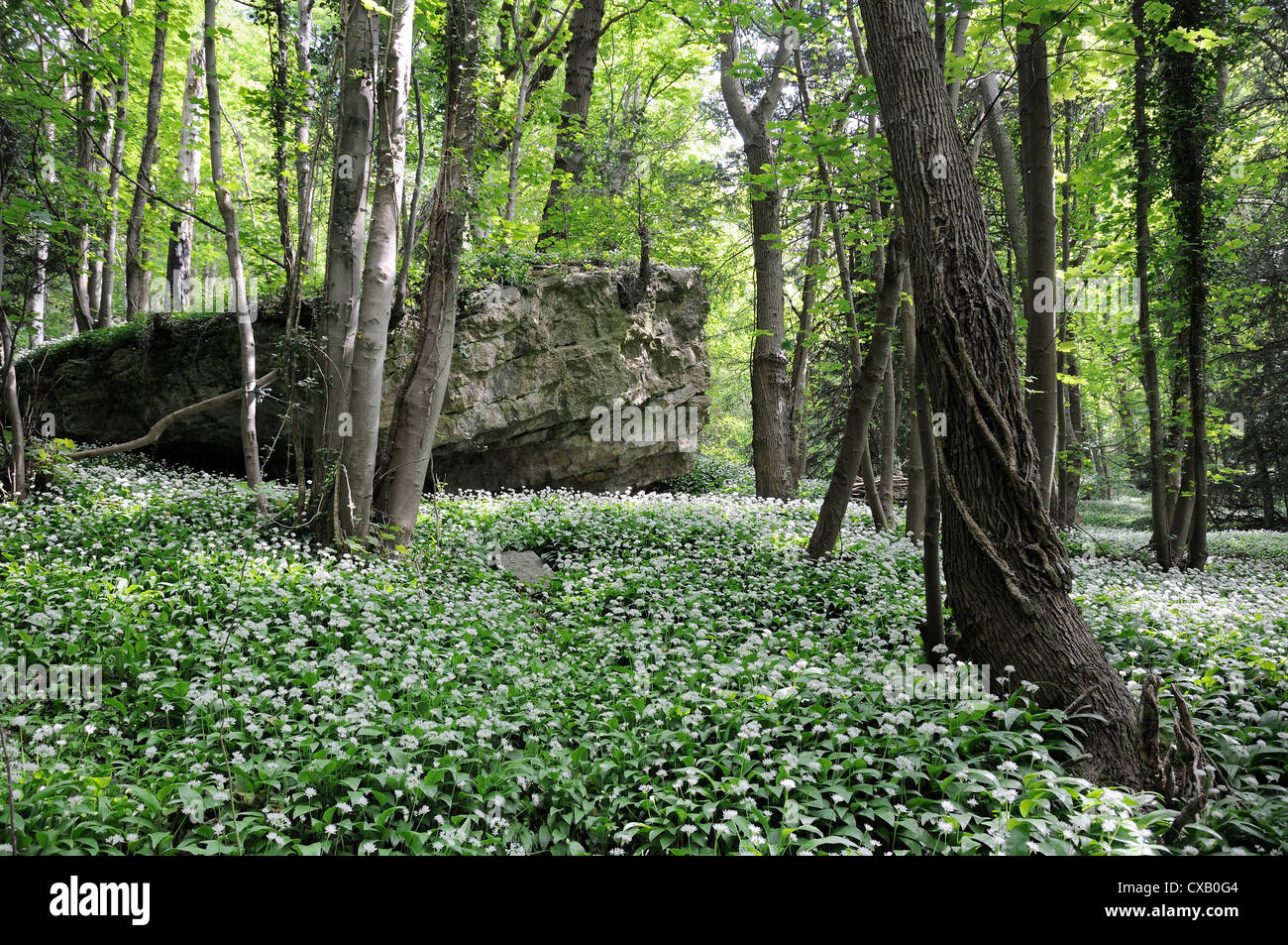Aglio selvatico (ramsons) (Allium ursinum) moquette del pavimento di bosco intorno affioramento di calcari, Wiltshire, Inghilterra, Regno Unito Foto Stock