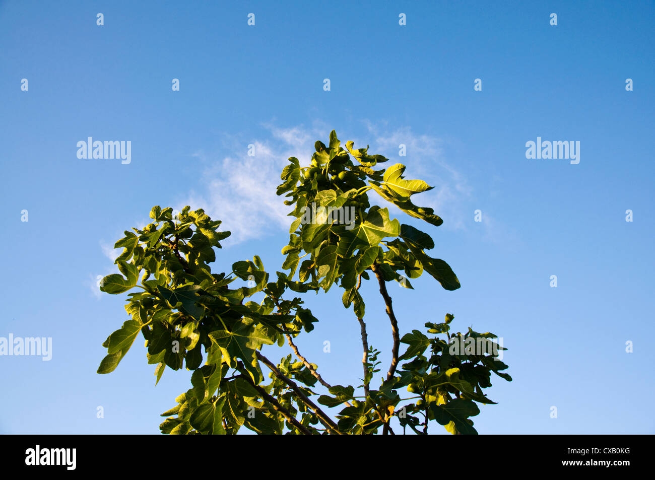 Le figure che cresce su un albero Foto Stock