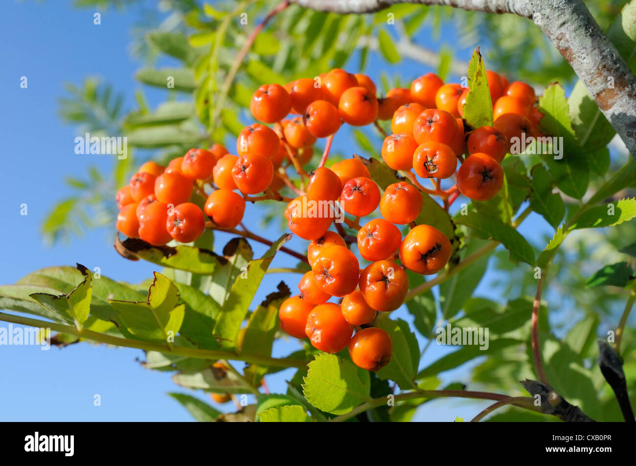 Rowan (Monte Ceneri) (Sorbus aucuparia) berry cluster, Wiltshire, Inghilterra, Regno Unito, Europa Foto Stock