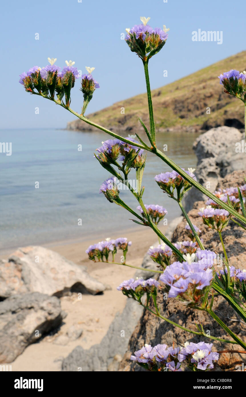 Mare alato fioritura di Lavanda sulla spiaggia rocciosa, di Lesbo (Lesbo), isole greche, Grecia Foto Stock