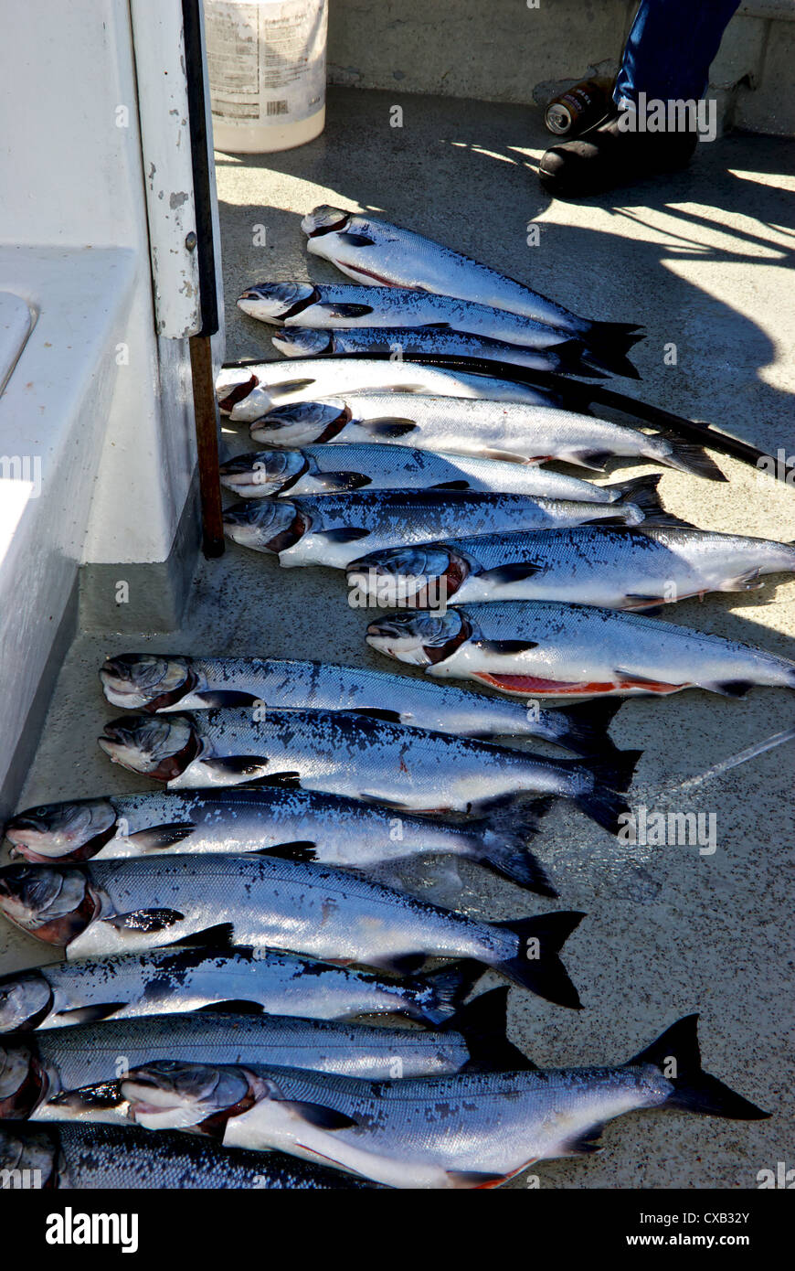 Cattura grande incubatoio coho salmon a bordo gruppo jigging deriva del partito di pesca in barca charter Uclulet BC Foto Stock