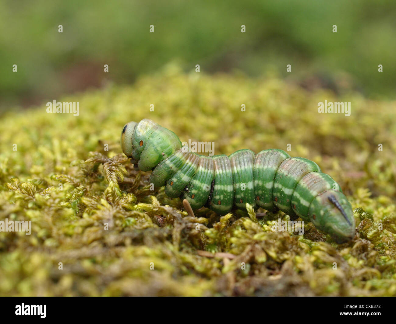 Caterpillar da pino hawk-moth / Sphinx pinastri / Raupe vom Kiefernschwärmer Foto Stock