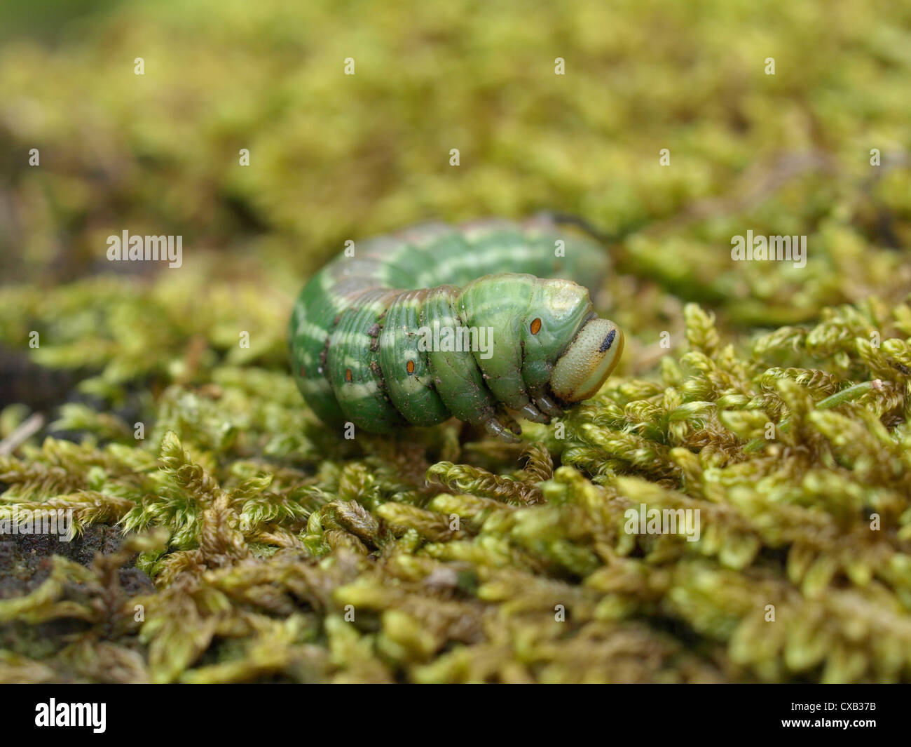 Caterpillar da pino hawk-moth / Sphinx pinastri / Raupe vom Kiefernschwärmer Foto Stock