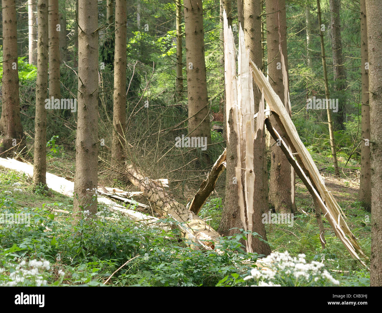 Il fulmine foratura da un albero / Zerstörung eines Baumes durch Blitzeinschlag Foto Stock