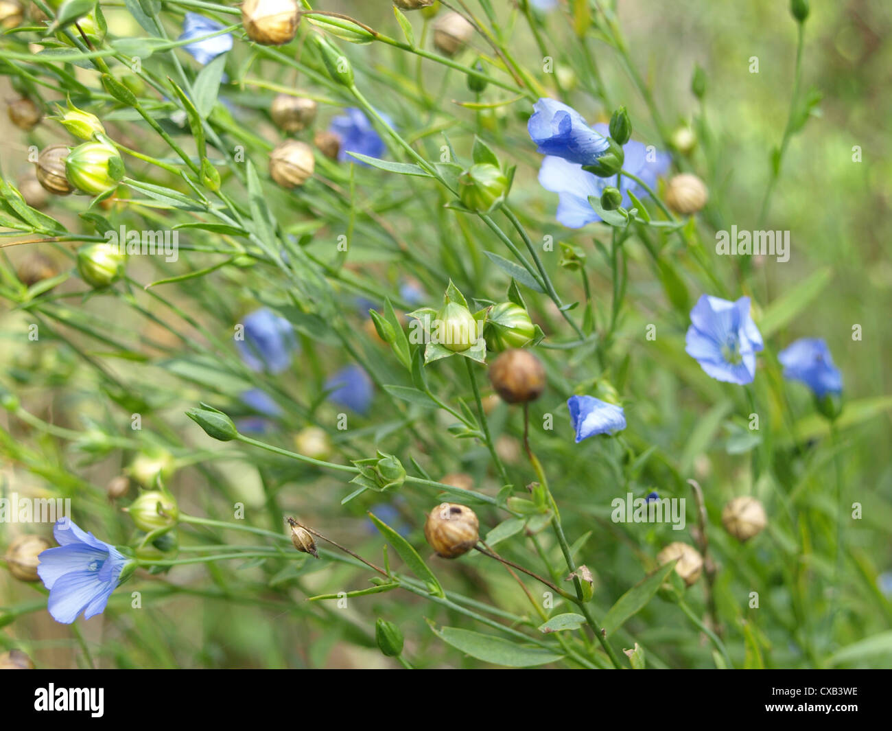 Close-up da Linum, lino / Lein Foto Stock