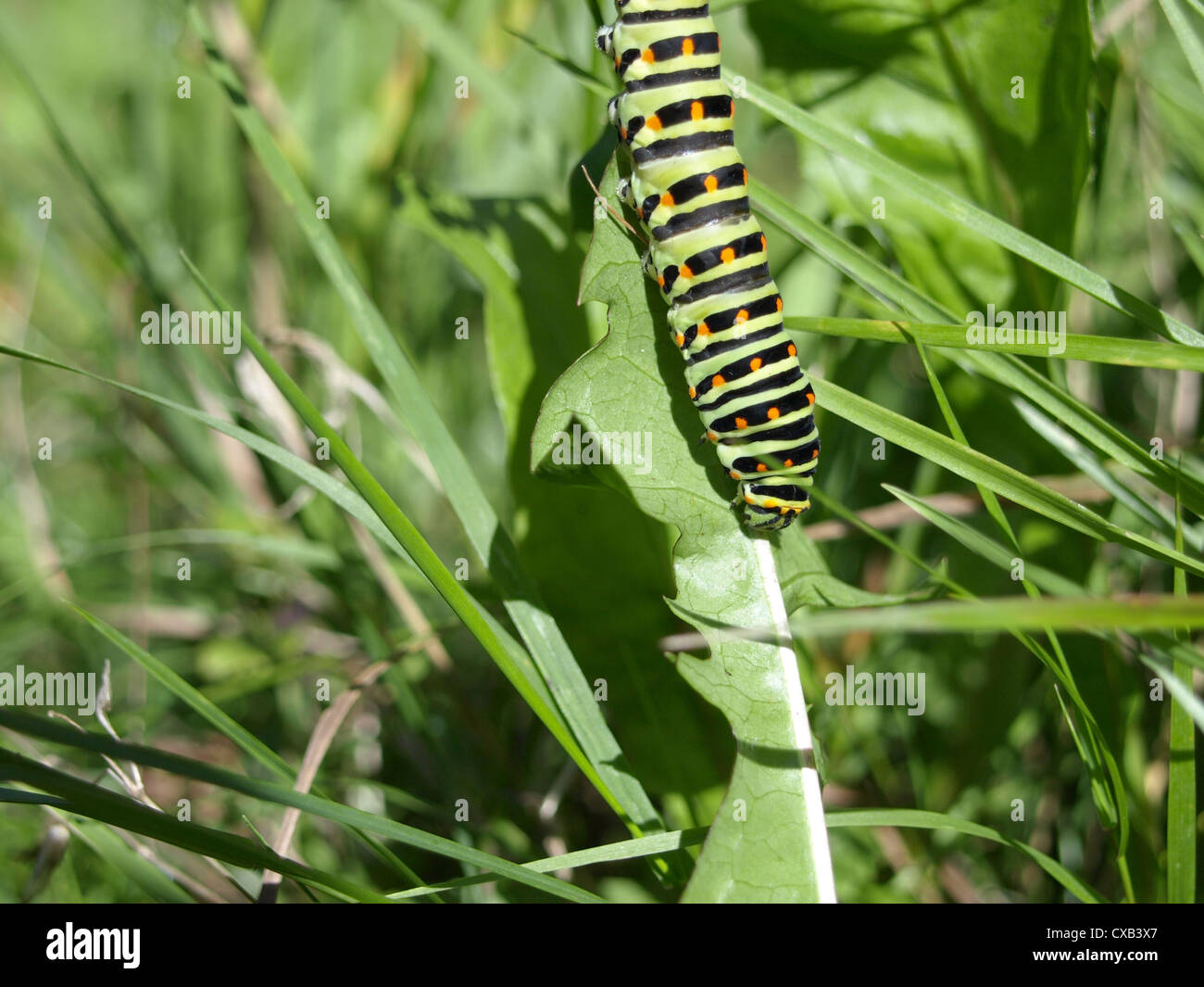 Caterpillar da vecchio mondo a coda di rondine / Papilio machaon / Raupe vom Schwalbenschwanz Foto Stock