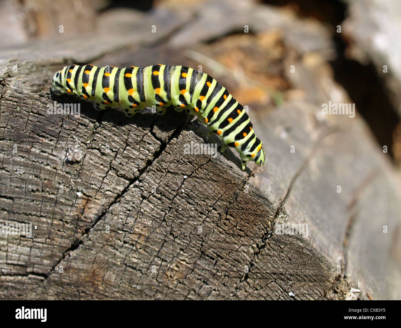 Caterpillar da vecchio mondo a coda di rondine / Papilio machaon / Raupe vom Schwalbenschwanz Foto Stock
