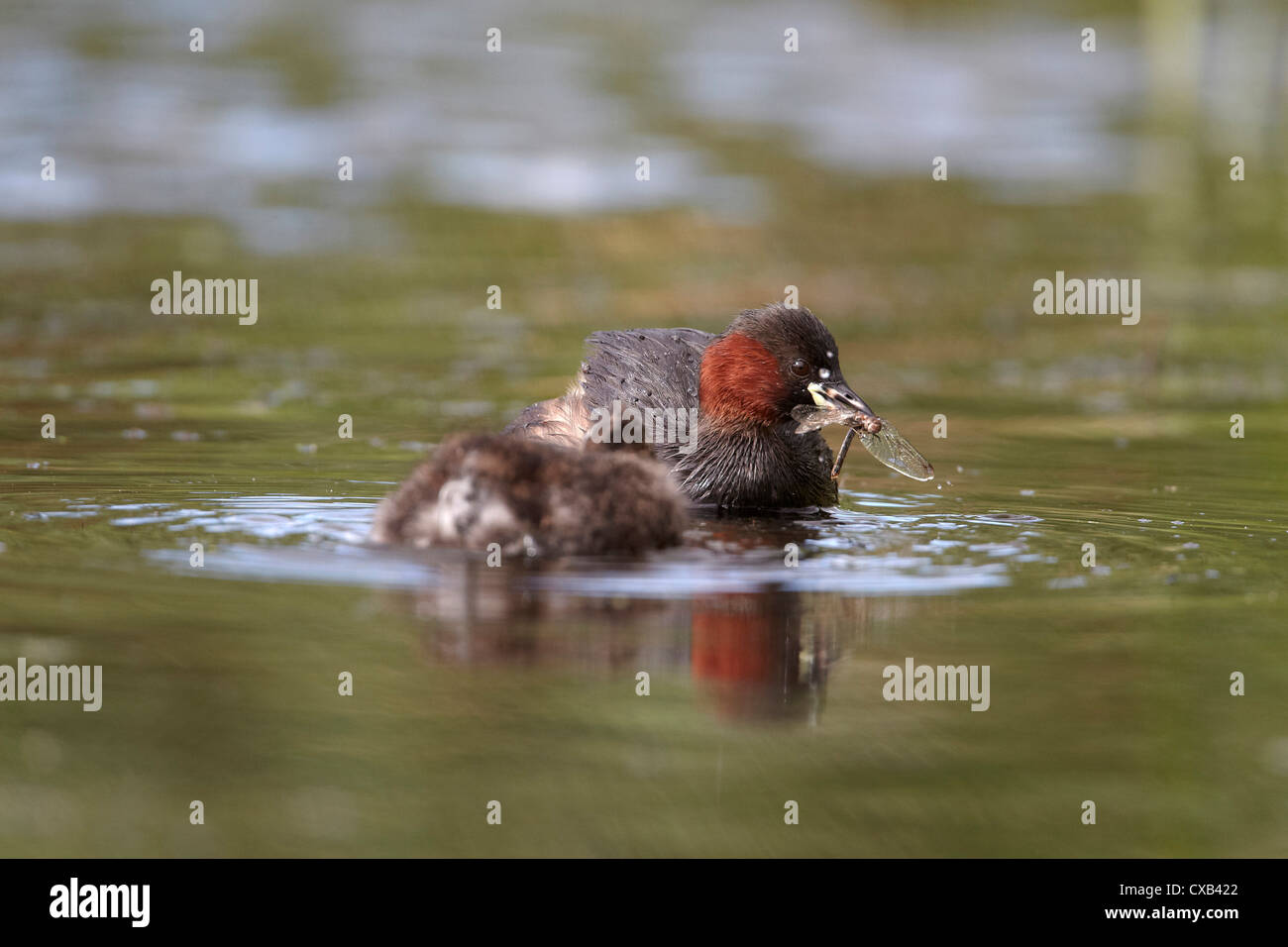 Tuffetto o Dabchick, Tachybaptus ruficollis, alimentando una libellula al suo giovane pulcino, East Yorkshire, Regno Unito Foto Stock