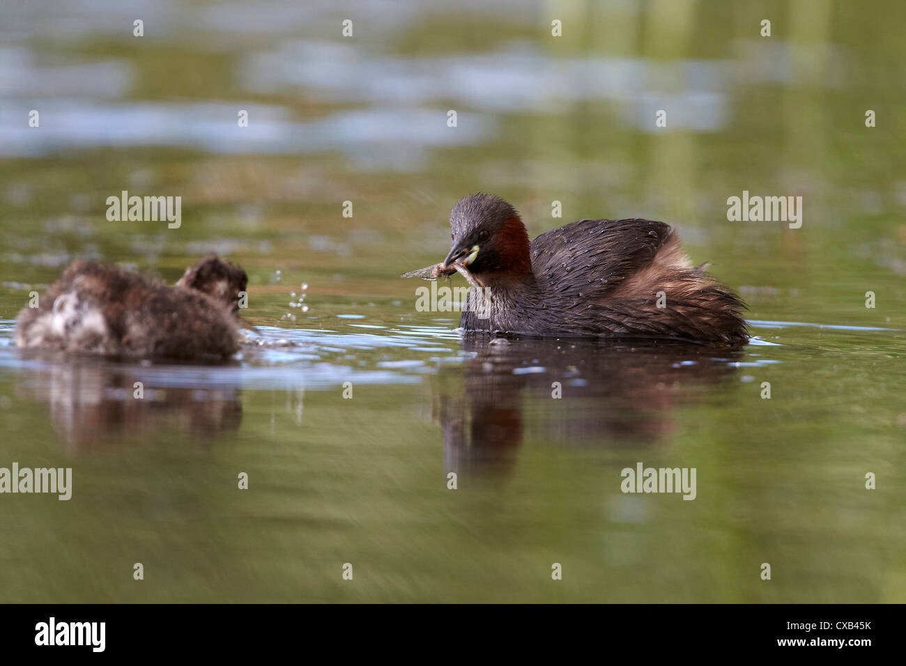 Tuffetto o Dabchick, Tachybaptus ruficollis, alimentando una libellula al suo giovane pulcino, East Yorkshire, Regno Unito Foto Stock