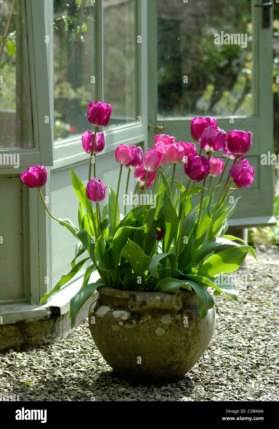 I tulipani in vaso in un giardino nel west country, Inghilterra. Foto Stock