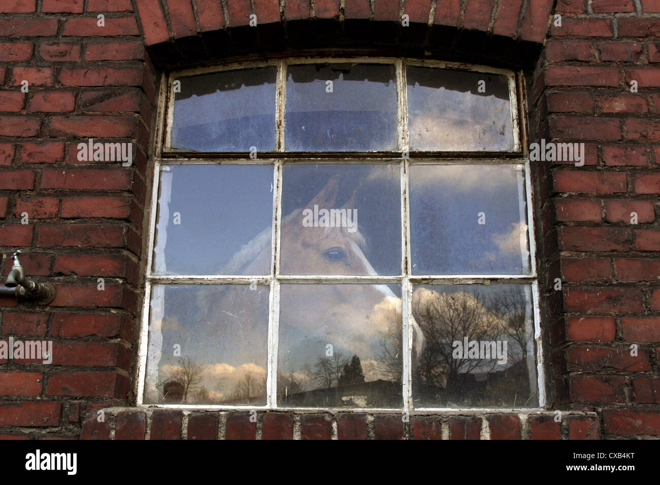 Werl, cavallo guarda fuori dalla finestra del suo box Foto Stock