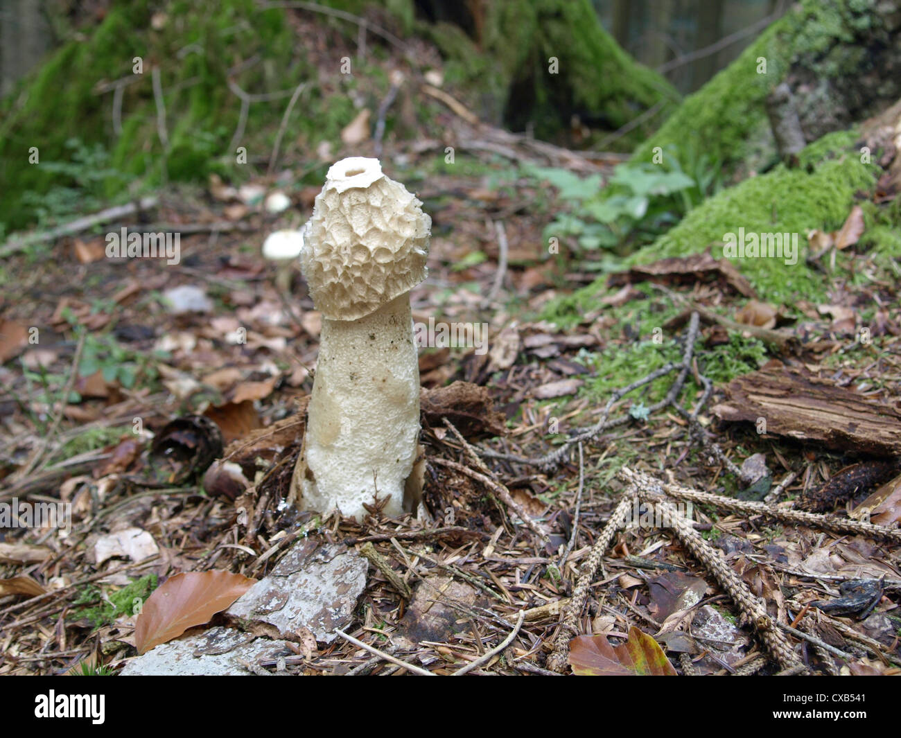 Comuni / stinkhorn Phallus impudicus / Stinkmorchel Foto Stock