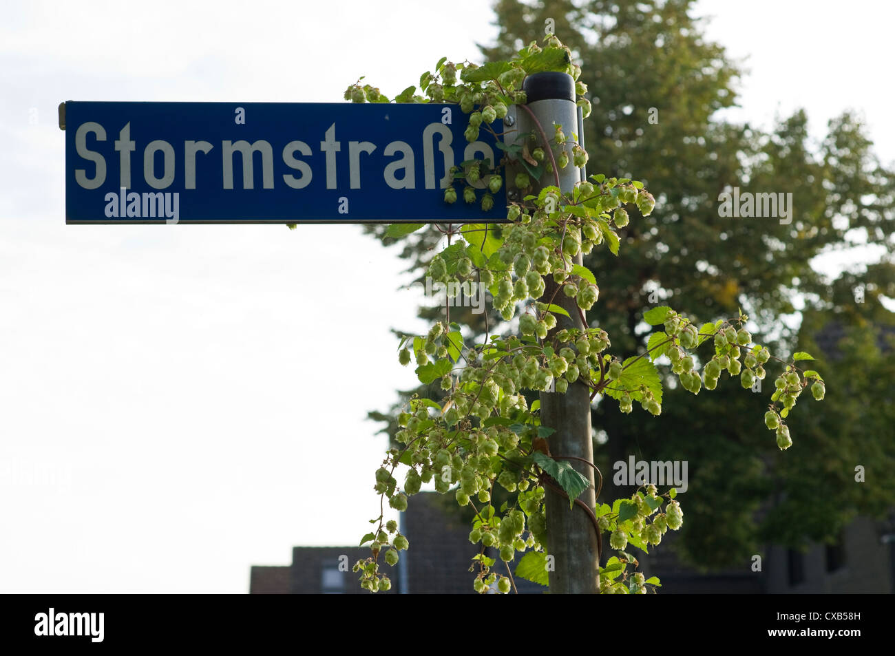 Luppolo selvatico (Humulus lupulus) che cresce su un cartello stradale nella zona residenziale di Germania. Foto Stock