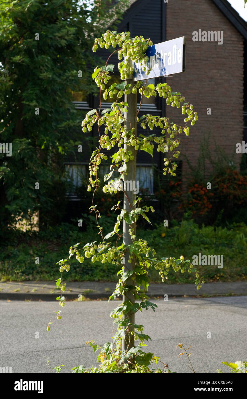Luppolo selvatico (Humulus lupulus) che cresce su un cartello stradale nella zona residenziale di Germania. Foto Stock Luppolo selvatico (Humulus lupulus) che cresce su un cartello stradale nella zona residenziale di Germania. Foto Stock